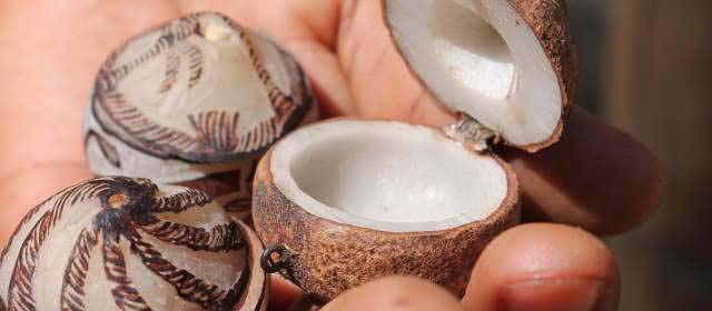 Description_of_the_image