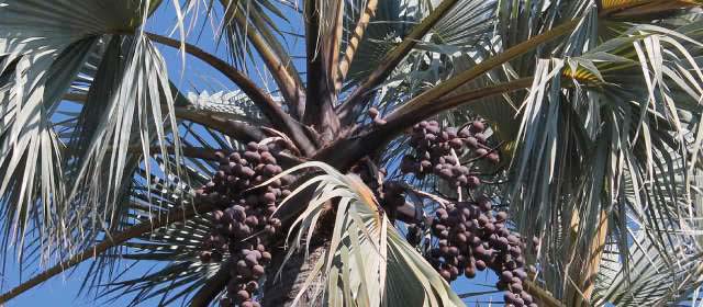 Description_of_the_image