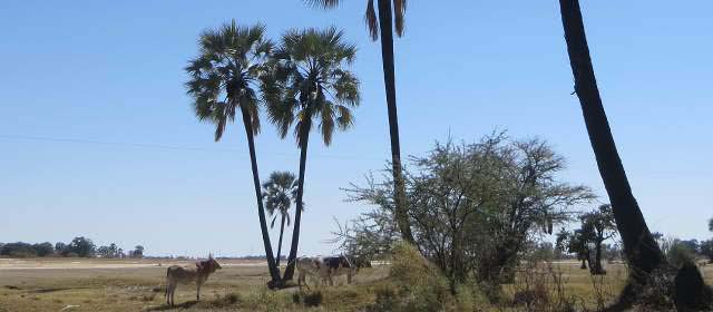 Description_of_the_image