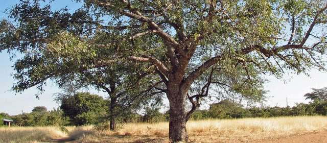 Description_of_the_image