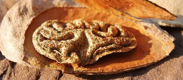 Description_of_the_image