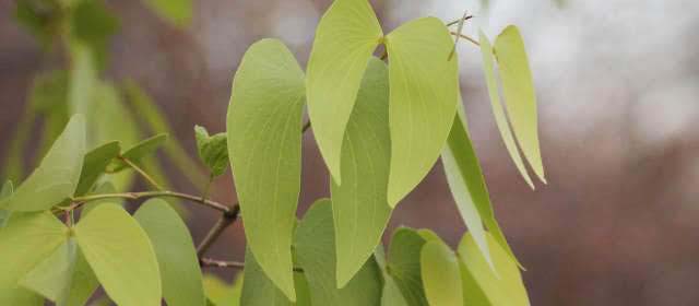 Description_of_the_image