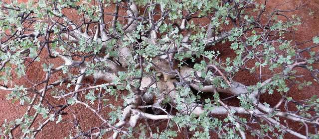 Description_of_the_image