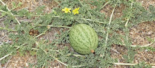 Description_of_the_image