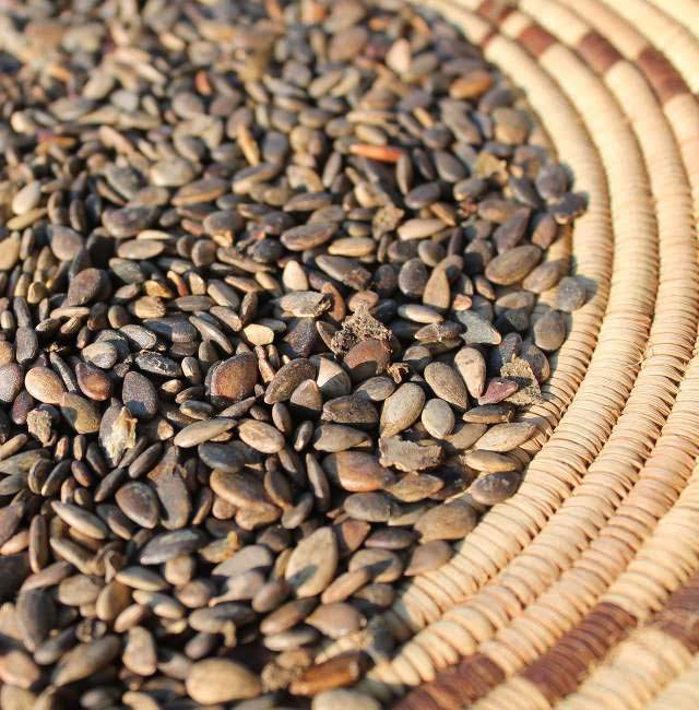 Dried Marula Nuts Exacted Kernels